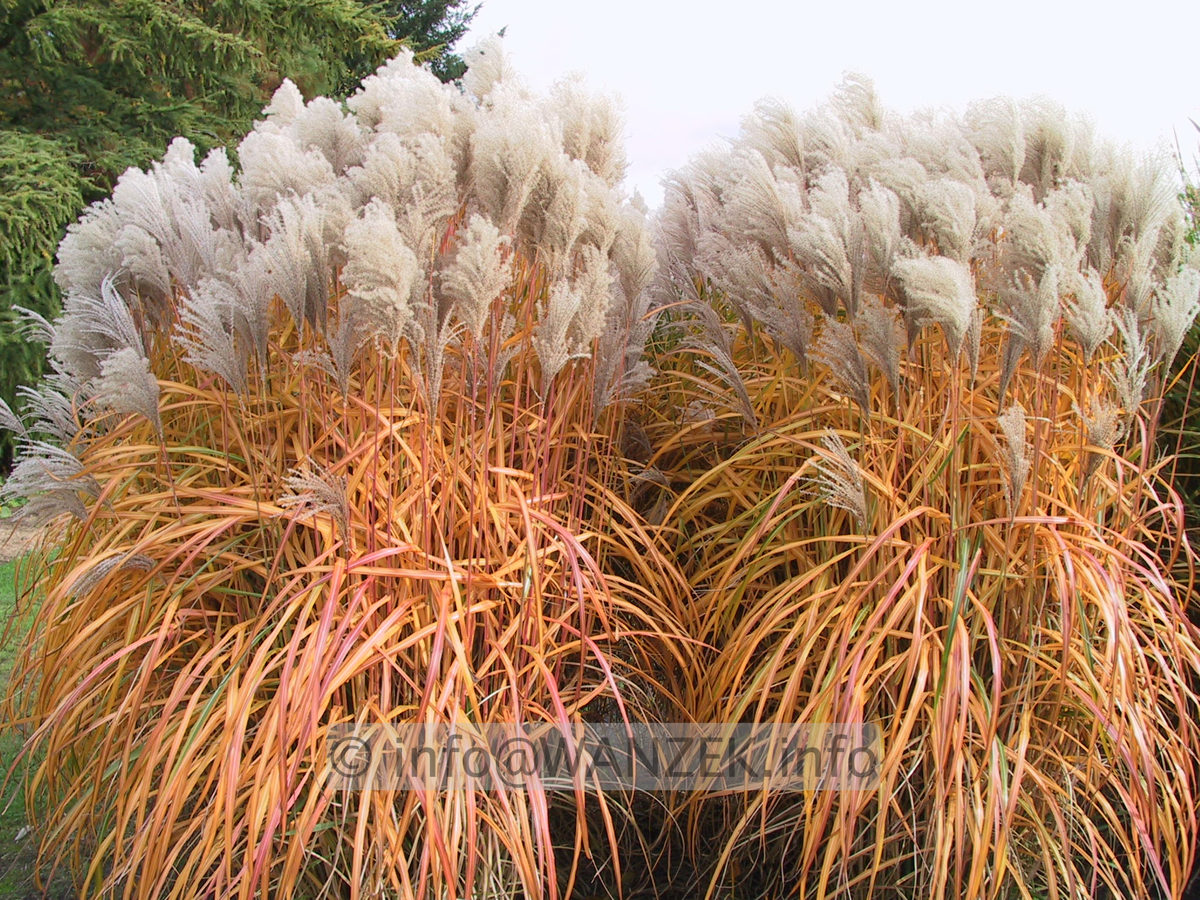 Miscanthus sinensis Kleine Silberspinne Herbst3.JPG